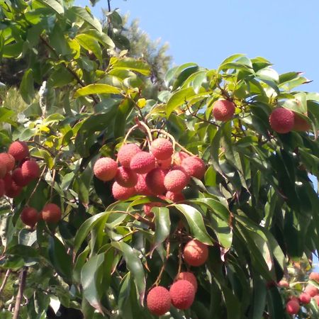 Villa Cortijo Del Sidi Motril Esterno foto